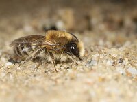 Colletes cunicularius 8, Grote zijdebij, Saxifraga-Lieven Decrick