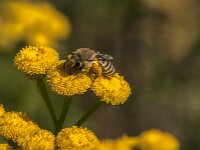 Colletes daviesanus 12, Wormkruidbij, Saxifraga-Jan van der Straaten