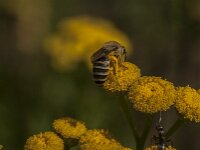 Colletes daviesanus 13, Wormkruidbij, Saxifraga-Jan van der Straaten