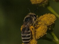 Colletes daviesanus 17, Wormkruidbij, Saxifraga-Jan van der Straaten