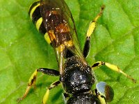 Crabro peltarius 6, Kleine zeefwesp, male , Saxifraga-Ab H Baas