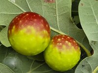 Two galls of the gall wasp Cynips quercusfolii on leaf of Pedunculate oak (Quercus robur)  Two galls of the gall wasp Cynips quercusfolii on leaf of Pedunculate oak (Quercus robur) : two, 2, gall, galls, gall wasp, wasp, Cynips quercusfolii, leaf, leaves, tree, Quercus robur, quercus, color, beauty, beatiful, beaty in nature, growth, red, green, yellow, insect, animal, fauna, nature, natural, outside, oudoor, outdoors, no people, nobody, summer, summertime, Pedunculate oak, oak