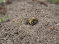 Dasypoda hirtipes 21, Pluimvoetbij, Saxifraga-Willem van Kruijsbergen