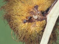 Diplolepis rosae 2, Rozemosgalwesp, larvae, Saxifraga-Frits Bink