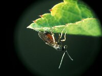 Diplolepis rosae 3, Rozemolgalwesp, Saxifraga-Frits Bink