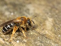 Halictus rubicundus 5, Roodpotige groefbij, Saxifraga-Lieven Decrick