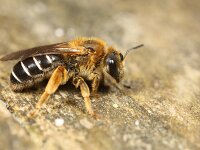 Halictus rubicundus 6, Roodpotige groefbij, Saxifraga-Lieven Decrick