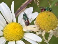 Hedychrum  sp