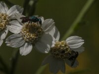 Hedychrum sp 7, Saxifraga-Jan van der Straaten