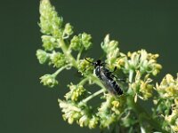 Hylaeus signatus 2, Resedamaskerbij, male, Saxifraga-Frits Bink