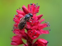 Lasioglossum sexnotatum 5, Zesvlekkige groefbij, Saxifraga-Tom Heijnen