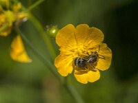 Lasioglossum sp 6, Saxifraga-Jan van der Straaten