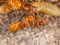 Lasius flavus 5, Gele weidemier, Saxifraga-Luc Hoogenstein : Lunetten