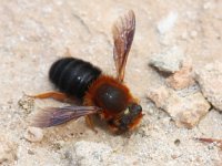 Megachile sicula