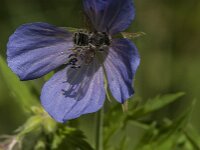 Megachile sp