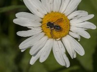 Megachile sp 3, Behangersbij, Saxifraga-Jan van der Straaten
