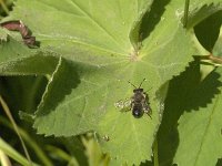 Megachile willughbiella 19, Grote bladsnijder, Saxifraga-Jan van der Straaten