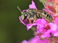 Melitta nigricans 4, Kattenstaartdikpoot, Saxifraga-Lieven Decrick