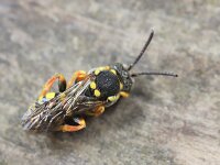 Nomada flavopicta 4, Zwartsprietwespbij, Saxifraga-Lieven Decrick