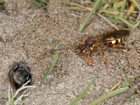 Nomada lathburiana 2, Roodharige wespbij, female, Saxifraga-Ab H Baas
