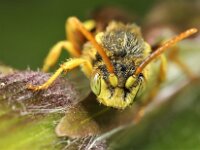 Nomada lathburiana 7, Roodharige wespbij, male, Saxifraga-Lieven Decrick