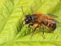 Osmia bicornis 8, Rosse metselbij, Saxifraga-Lieven Decrick