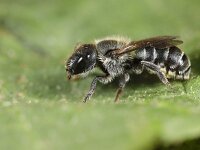 Osmia caerulescens 10, Blauwe metselbij, Saxifraga-Lieven Decrick