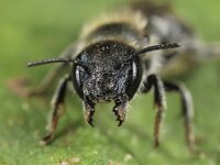 Osmia caerulescens 9, Blauwe metselbij, Saxifraga-Lieven Decrick