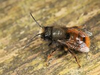Osmia cornuta 7, Gehoornde metselbij, Saxifraga-Lieven Decrick
