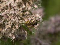 Philanthus triangulum 26, Bijenwolf, Saxifraga-Jan van der Straaten