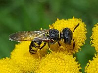 Philanthus triangulum 30, Bijenwolf, Saxifraga-Ben Delbaere