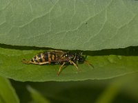 Polistes dominula 10, Franse veldwesp, Saxifraga-Jan van der Straaten