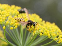 Polistes dominula 12, Franse veldwesp, Saxifraga-Tom Heijnen