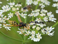 Polistes dominula 13, Franse veldwesp, Saxifraga-Tom Heijnen