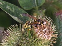 Polistes dominula 2, Franse veldwesp, Saxifraga-Peter Meininger