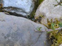 Polistes dominula 20, Franse veldwesp, Saxifraga-Tom Heijnen