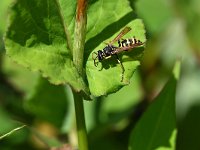 Polistes dominula 23, Franse veldwesp, Saxifraga-Tom Heijnen