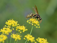 Polistes dominula 24, Franse veldwesp, Saxifraga-Tom Heijnen