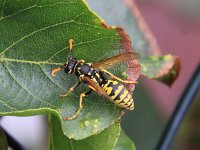 Polistes dominula 3, Franse veldwesp, Saxifraga-Peter Meininger