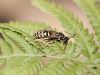 Polistes dominula 8, Franse veldwesp, Saxifraga-Mark Zekhuis