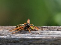 Polistes dominula 9, Franse veldwesp, Saxifraga-Hans Dekker