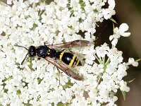 Symmorphus bifasciatus 7, Saxifraga-Sytske Dijksen
