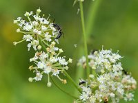 Tiphia femorata 9, Gewone keverdoder, Saxifraga-Tom Heijnen