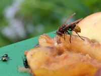 Vespa crabro 15, Hoornaar, Saxifraga-Tom Heijnen