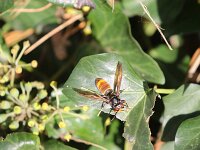Vespa velutina 2, Aziatische hoornaar, Saxifraga-Peter Meininger