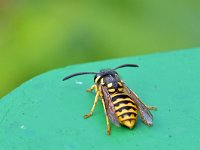 Vespula germanica, German Wasp