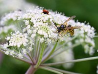 Vespula germanica 2, Duitse wesp, Saxifraga-Tom Heijnen