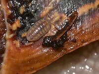 Armadillidium vulgare 6, Gewone oprolpissebed, Saxifraga-Tom Heijnen