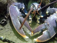 Homarus gammarus 13, Europese zeekreeft, Saxifraga-Tom Heijnen