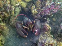 Homarus gammarus 21, Europese zeekreeft, Saxifraga-Tom Heijnen